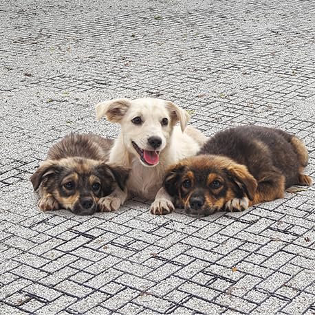 GEOBIN - Three puppies resting together on completed GEOPAVE porous paver gravel surface in outdoor setting